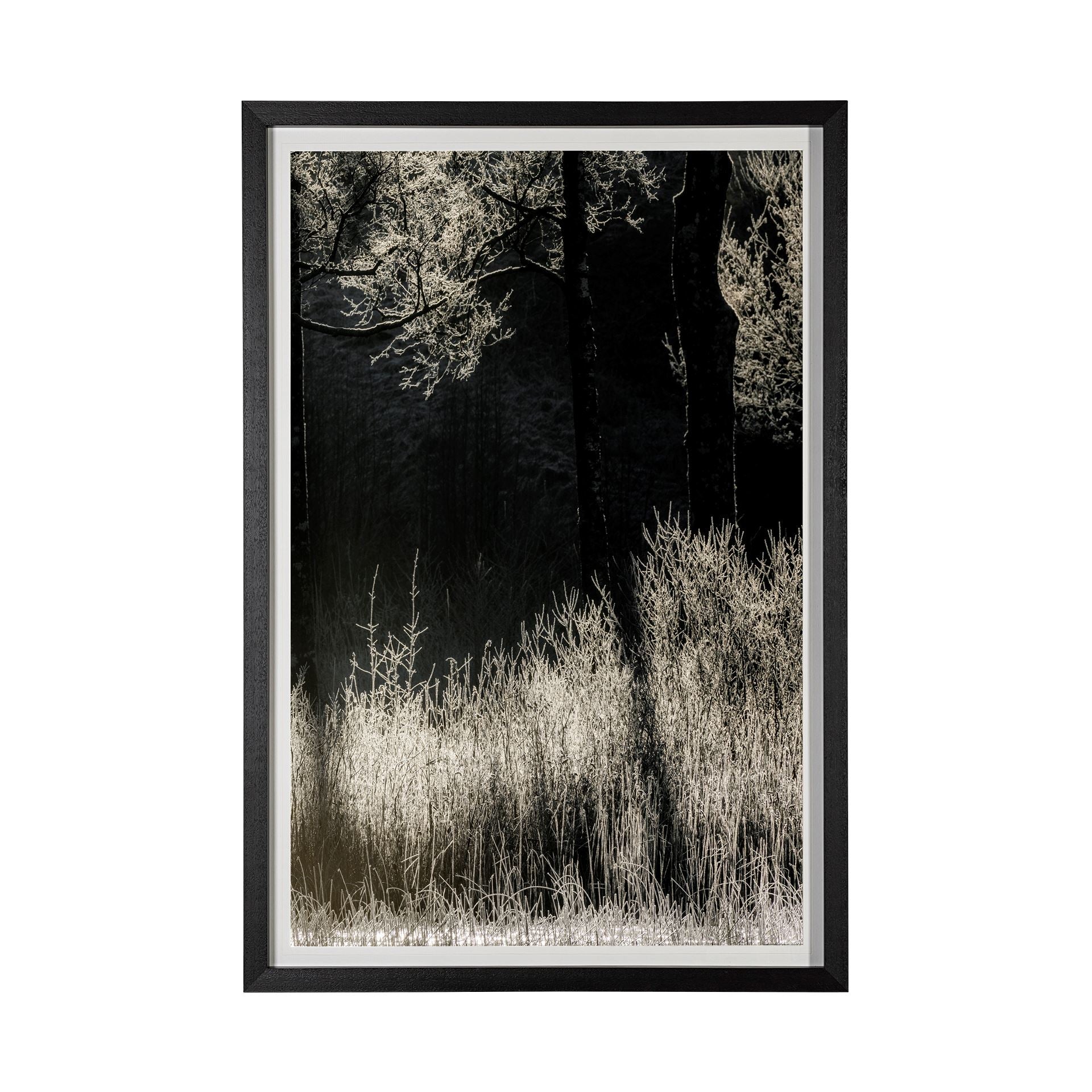 Tranquil Symmetry II