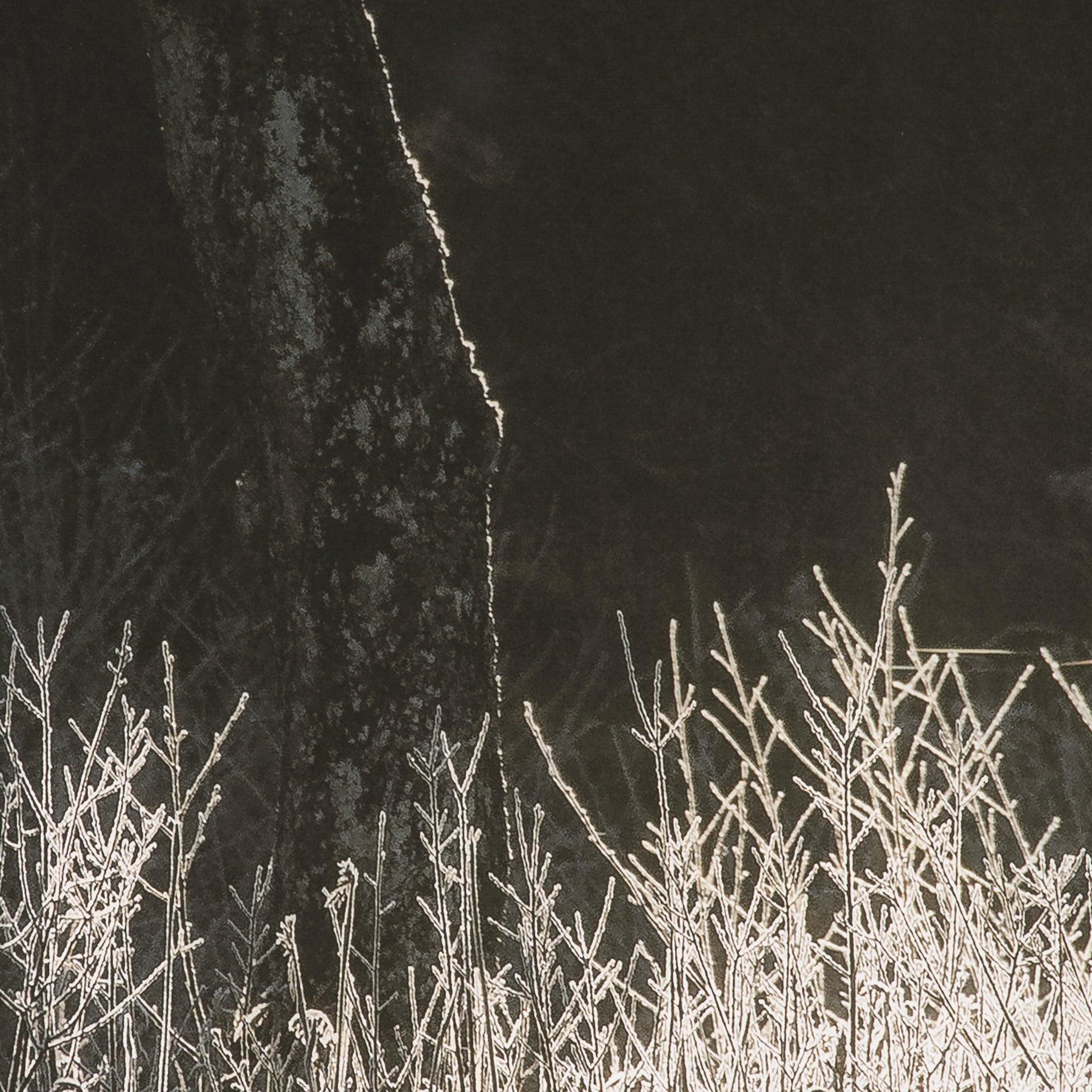Tranquil Symmetry II