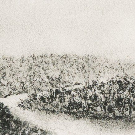 Hill Country Study II  by Aileen Fitzgerald