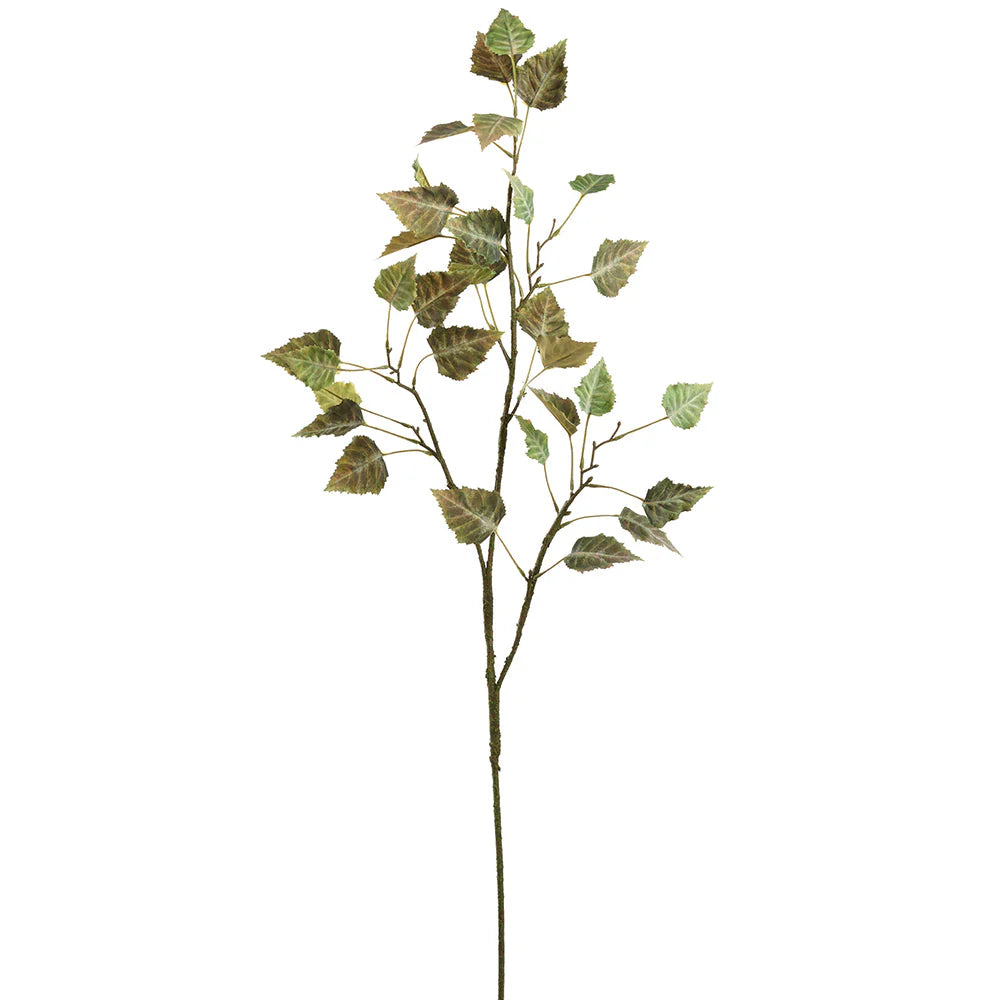 Silk Mulberry Leaf Stem