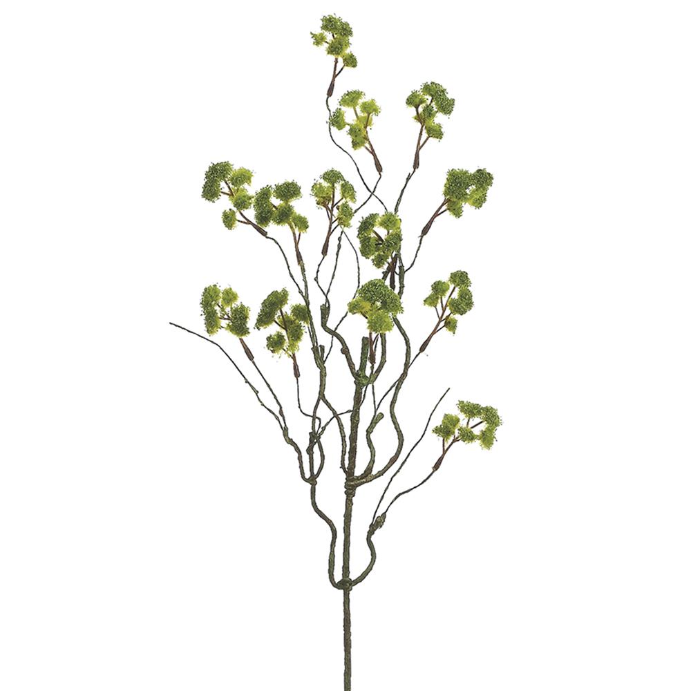 Irish Moss Spray