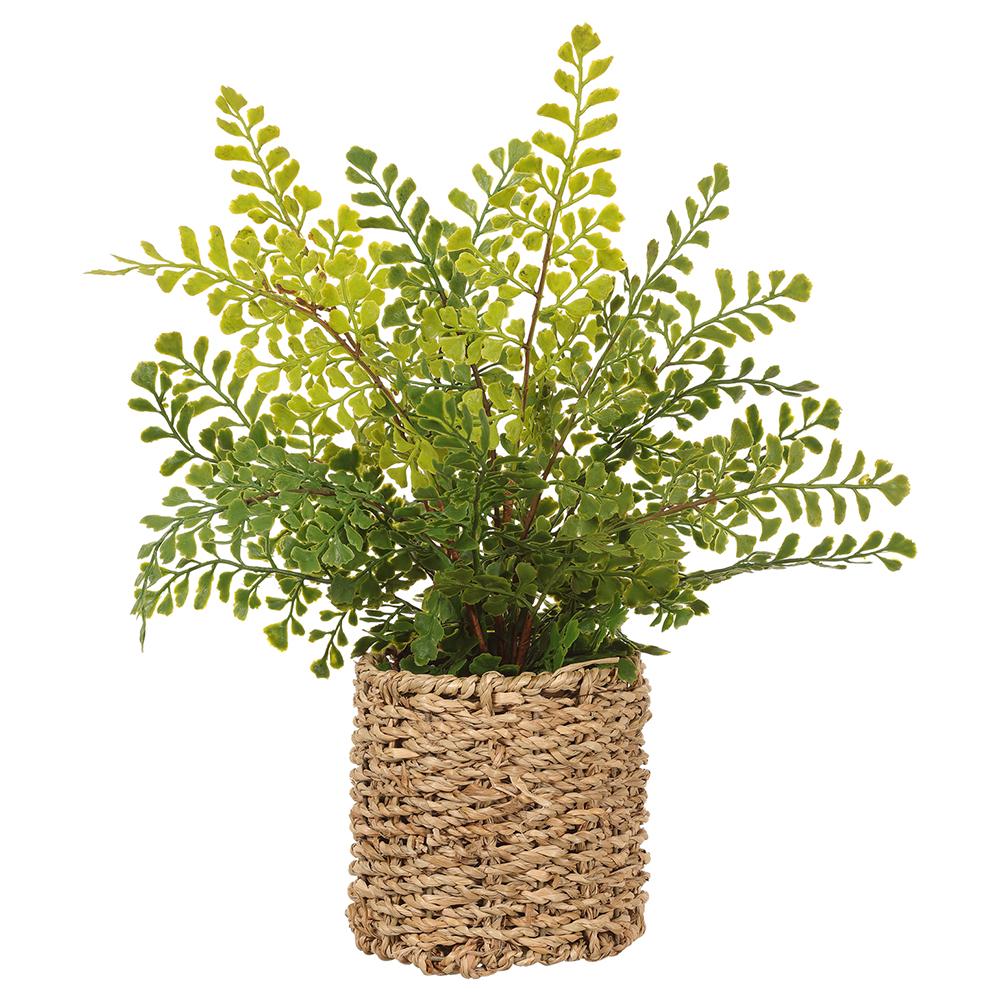 Maidenhair Fern