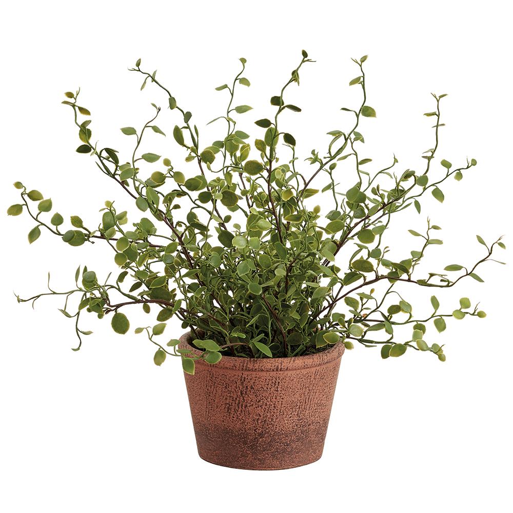 Muehlenbeckia Wire in Paper Mache Pot