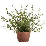 Muehlenbeckia Wire in Paper Mache Pot