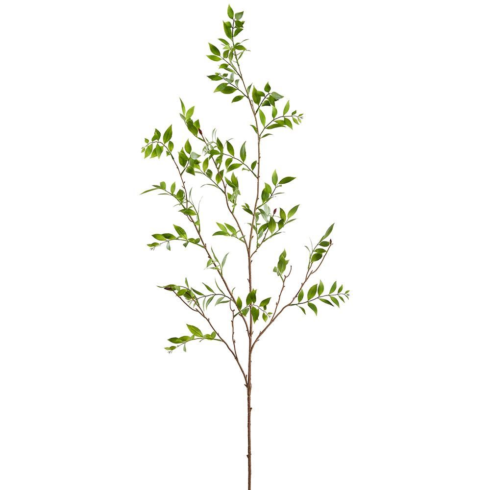 Boardleaf Podocarpus Leaf Branch
