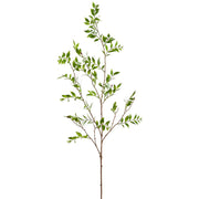 Boardleaf Podocarpus Leaf Branch