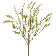 Green Mini Eucalyptus Bush